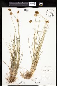 Carex microptera image