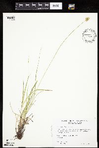 Carex molesta image