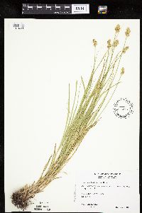 Carex molesta image