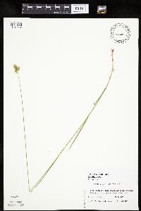 Carex molesta image