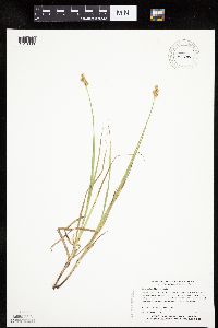 Carex molesta image