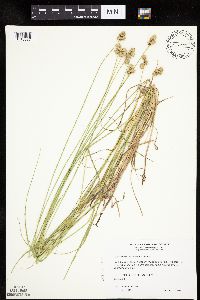 Carex molesta image