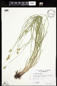 Carex molesta image