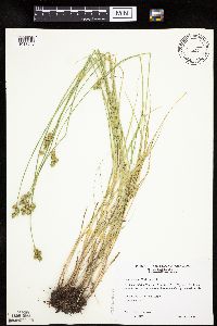 Carex molesta image