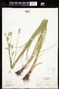 Carex molesta image