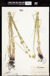 Carex molesta image
