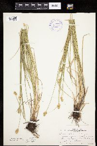 Carex molesta image
