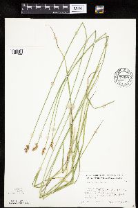 Carex molesta image