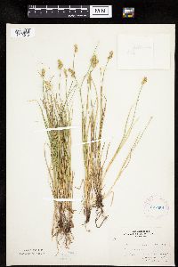 Carex molesta image