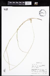 Carex molesta image