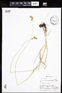 Carex bicknellii image