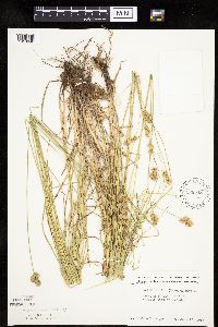 Carex molesta image