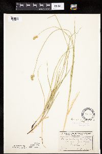 Carex molesta image