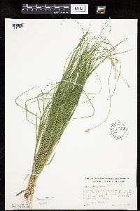 Carex molesta image