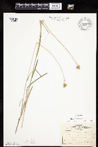 Carex molesta image