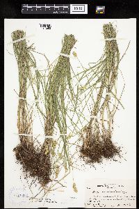 Carex molesta image