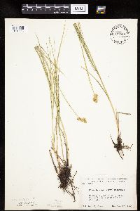 Carex molesta image