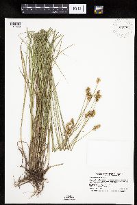 Carex molesta image