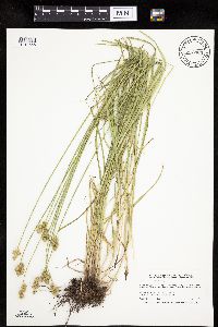 Carex molesta image