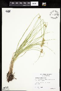 Carex molesta image