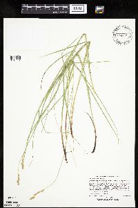 Carex molesta image
