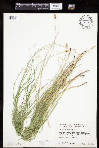 Carex molesta image