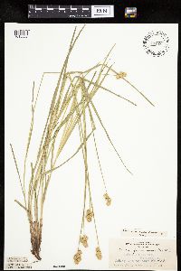 Carex molesta image