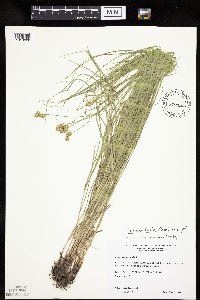 Carex molesta image