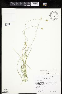 Carex molesta image