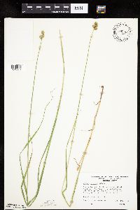 Carex molesta image
