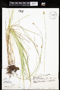 Carex molesta image