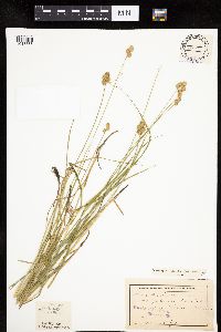 Carex molesta image