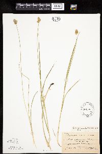 Carex molesta image