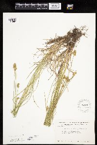 Carex molesta image