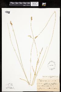 Carex molesta image