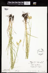 Carex molesta image