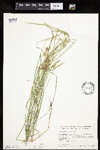 Carex molesta image