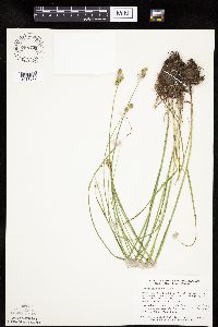 Carex molesta image