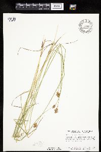 Carex molesta image