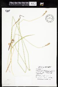Carex muehlenbergii image