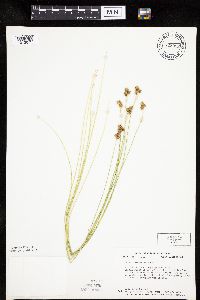 Carex molesta image