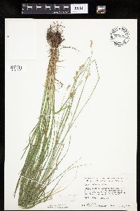 Carex molesta image