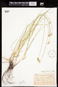 Carex molesta image