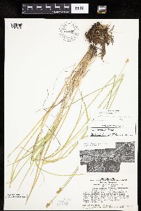 Carex molesta image