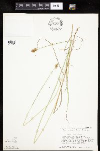 Carex molesta image