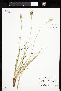 Carex muehlenbergii image