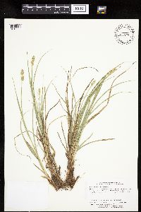 Carex muehlenbergii image