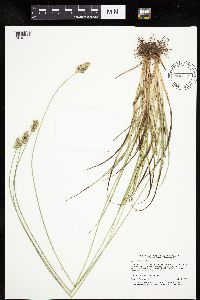 thumbnail image of current specimen