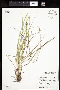 Carex muehlenbergii image