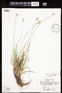 Carex muehlenbergii image
